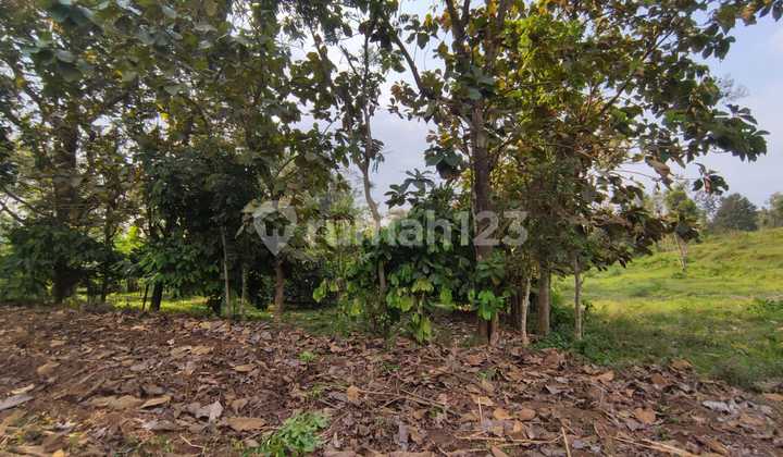 Tanah SHM Aset Lelang di Panglungan Wonosalam