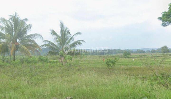 DIJUAL KAVLING DI LAMPUNG PRINGSEWU SHM 2,3 Ha 1