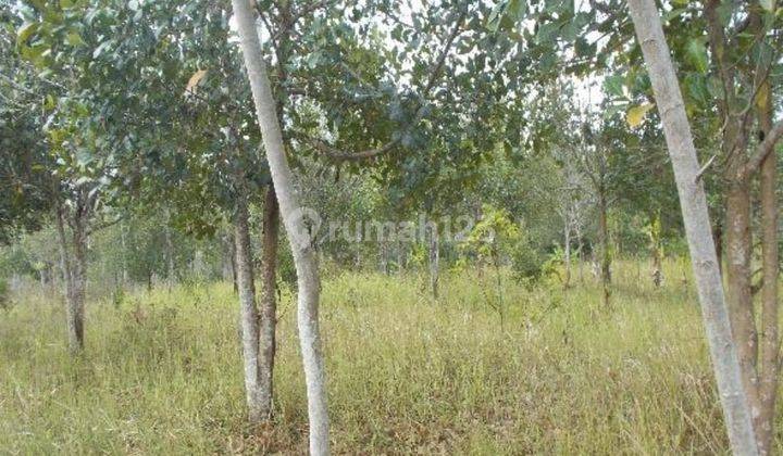 Tanah Lelang Talang Padang, Tanggamus. SHM. 1