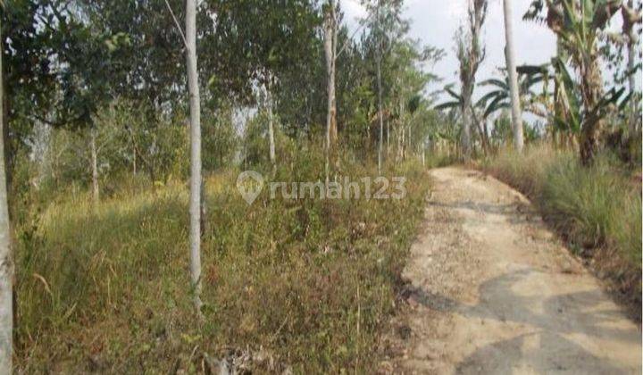 Tanah Lelang Talang Padang, Tanggamus. SHM. 2