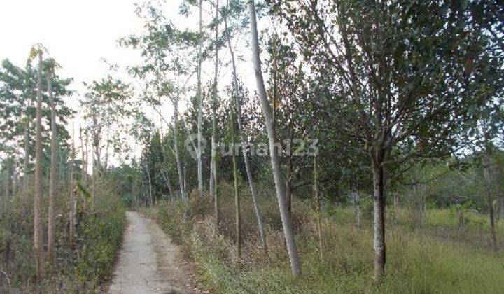 Tanah Lelang Talang Padang, Tanggamus. SHM. 6