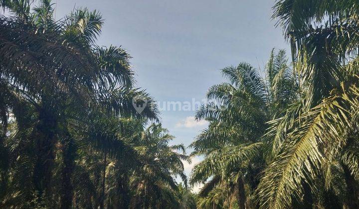 TANAH KEBUN SAWIT DI JUAL MURAH 40 HA LAMPUNG SELATAN 1