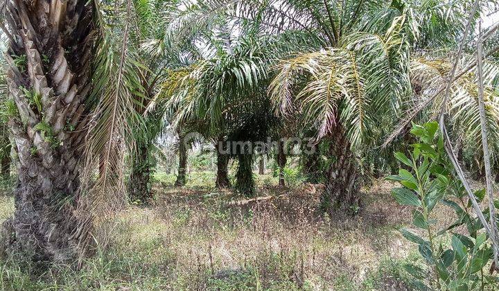 TANAH KEBUN SAWIT DI JUAL MURAH 40 HA LAMPUNG SELATAN 2