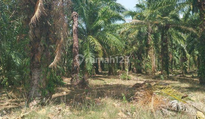 TANAH KEBUN SAWIT DI JUAL MURAH 40 HA LAMPUNG SELATAN 2