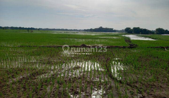 Jual Tanah Sawah Di Jl. Kronjo Bakung Kabupaten Tangerang 1