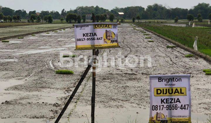 TANAH SAWAH YANG LUAS 2