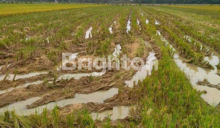 TANAH SAWAH YANG LUAS 1