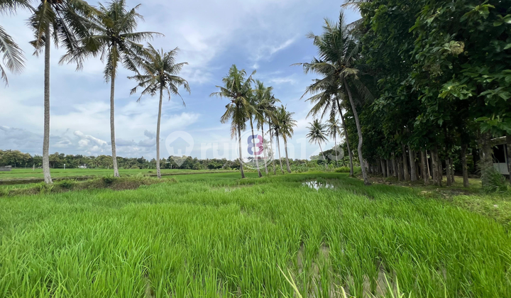 Wedding Hall Mini Forrest Multifungsi Dekat Bandara Internasional Jogja