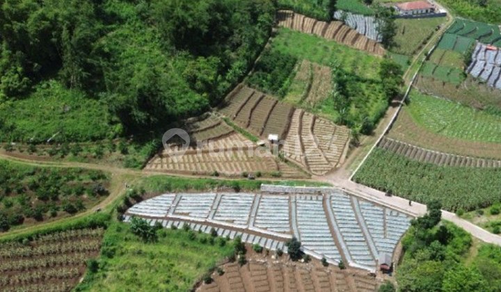 V1 Jual Tanah Luas Area Pertanian di Torongrejo Batu Dekat Wisata