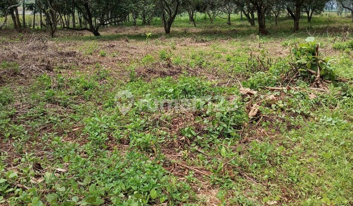 Tanah 11 Hektare Ds Juono Wonosari Pekalongan Tanah 11 Hektare Ds Juono Wonosari Pekalongan