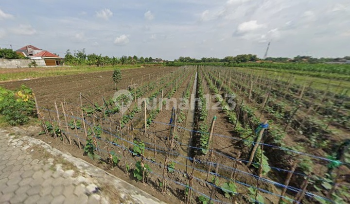 Sell fast cheap rice field land karangturi street gemuh KENDAL Sell fast cheap rice field land karangturi street gemuh KENDAL