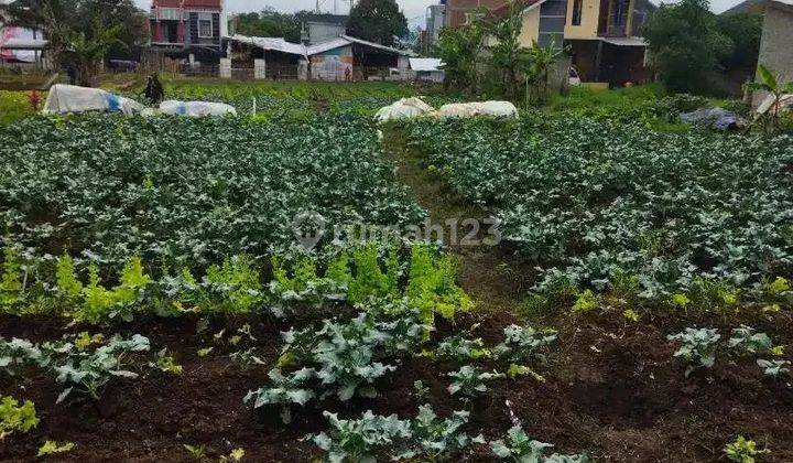 Tanah Dengan Suasana Sejuk Pedesaan Cihanjuang 1