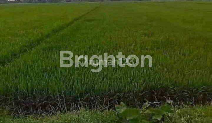 SAWAH NOL JALAN PROPINSI 1