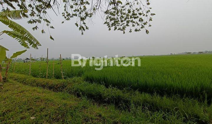 TANAH SAWAH KELAS A LUMAJANG 2