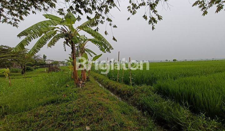 TANAH SAWAH STRATEGIS SEBELAH SPBU SUKODONO  1