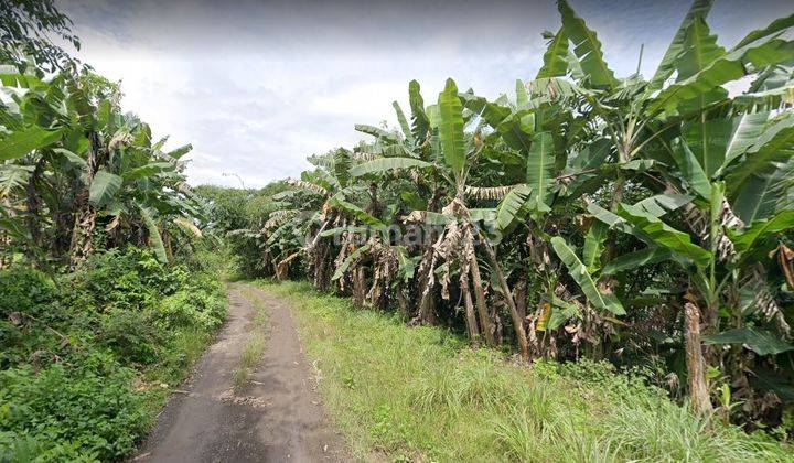 Jual Murah Tanah Rp. 300rb Per m² di Gunung Sindur, 16 Menit Ke Lapangan Terbang Rumpin. 5