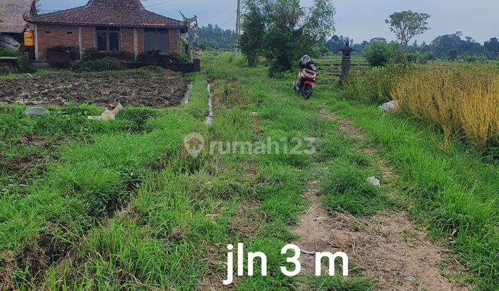 Tanah Deket Ubud Dan Lod Tunduh Dengan View Sawah Zona Kuning Harga Sangat Menarik  2