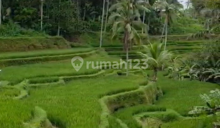 Land With Rice Terrace View In Tegalalang With Brown Zone