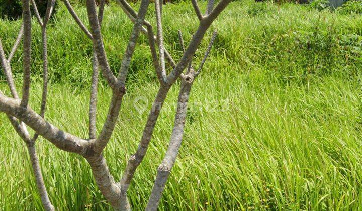 Lokasi di Sakah dekat patung Bayi arah ubud mas di lepas super cepat 2