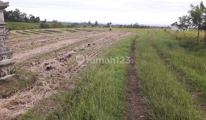 The land with views of rice fields, mountains and sea in Tanguntuti Tabanan is very good and there are large villas in the surrounding area 2