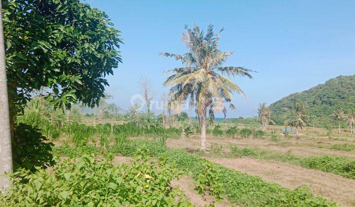 Flat Land In Lancing Mekarsari Lombok For Sale , Walking Distance To The Beach , Ready Small. Plot Starting @500 Sqm 1