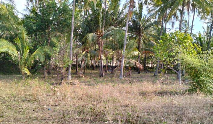 Tanah Tambak di Lombok Timur Langsung Pantai Datar Bukan Tebing Tanah Datar  2