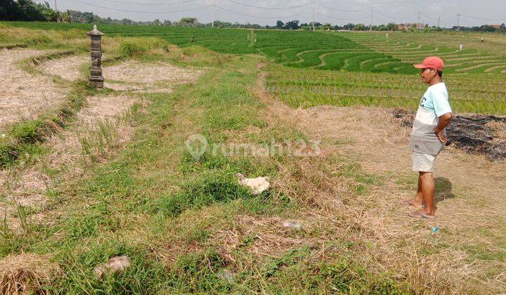 The land in Tabanan towards the Kelecung beach with a view of rice fields and the sea only a few hundred meters to the beach 2