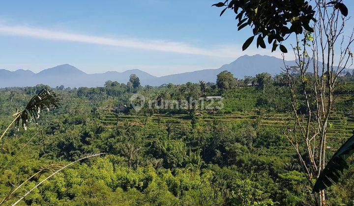 Tanah kebun di payangan dengan pemandangan gunung, sawah dan dapat sungai cocok untuk resort hanya 20 menit dari pasar payangan 1