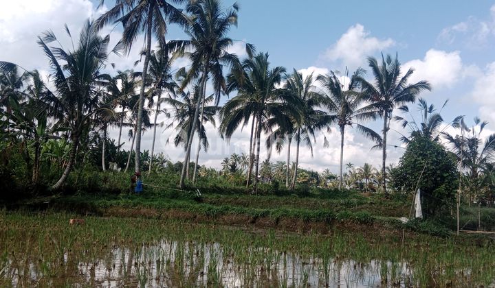 Land for lease ubud Payangan, 20 minutes from central ubud with view jungle, river and ricefield Land for lease ubud Payangan, 20 minutes from central ubud with view jungle, river and ricefield
