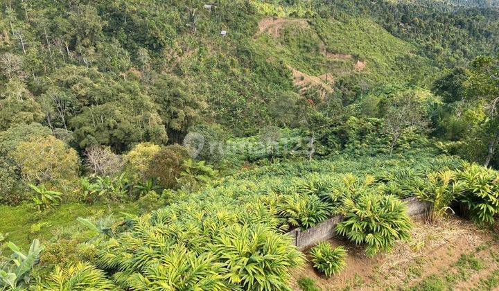 Garden land for rent in Munduk Gobleg Singaraja, suitable for plantations  1