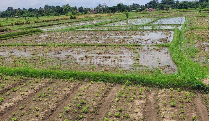 Tanah Deket Ubud Dan Lod Tunduh Dengan View Sawah Zona Kuning Harga Sangat Menarik  1