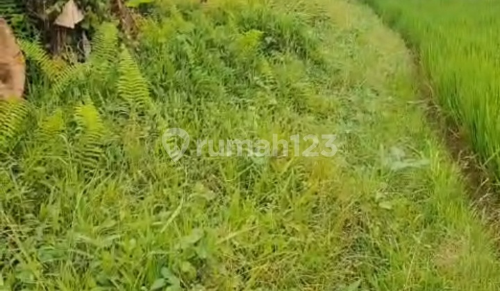 Land Ready to Build Near Maya Ubud Hotel, 10 Minutes to Ubud Center and Suitable for Villa Complex.