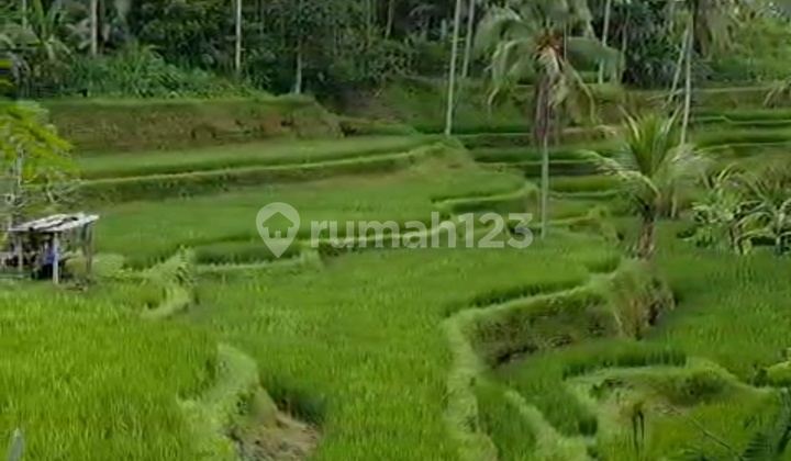 Land With Rice Terrace View In Tegalalang With Brown Zone