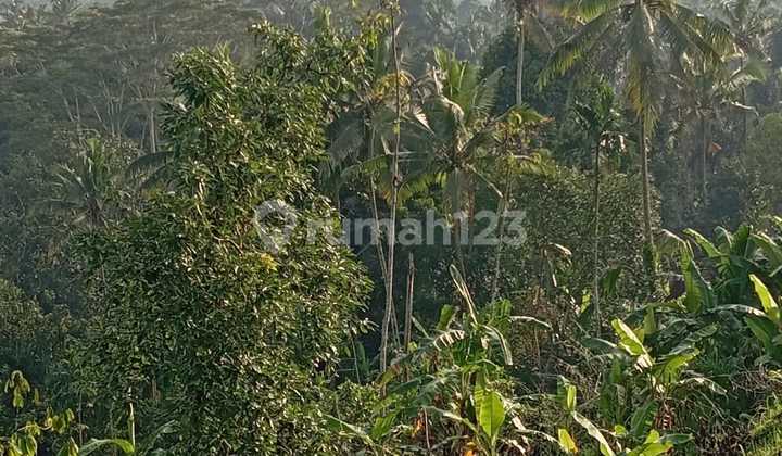 Land With Yellow Zone Located In Tegalalang Ubud With Amazing View