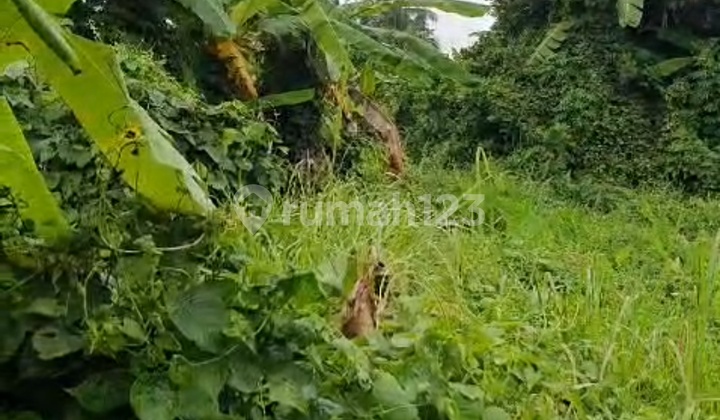 Land Near Central Ubud And Near Famous Restorant And Maya Hotel Land Near Central Ubud And Near Famous Restorant And Maya Hotel