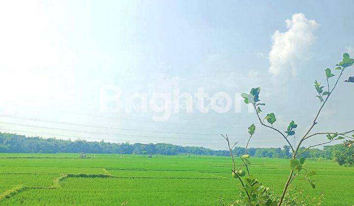 KAVLING TANAH LUAS 25.000 m² SIDOHARJO SRAGEN JAWA TENGAH 1