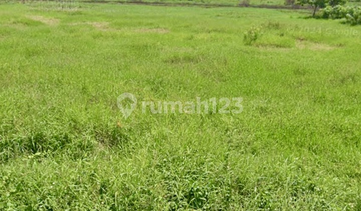 Kavling Tanah 5.990 M2 Sindang Sono Balaraja Tangerang Kavling Tanah 5.990 M2 Sindang Sono Balaraja Tangerang