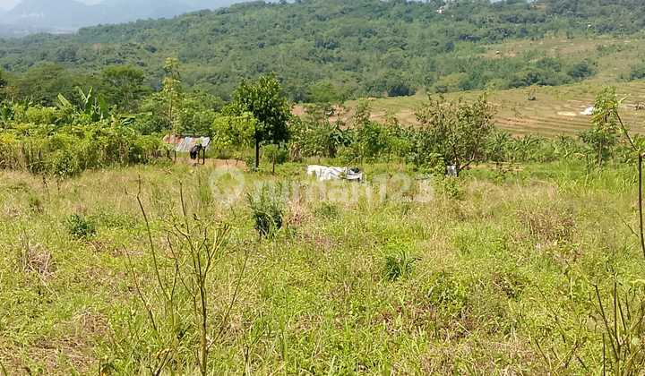 Dense Garden Land Ready for Construction