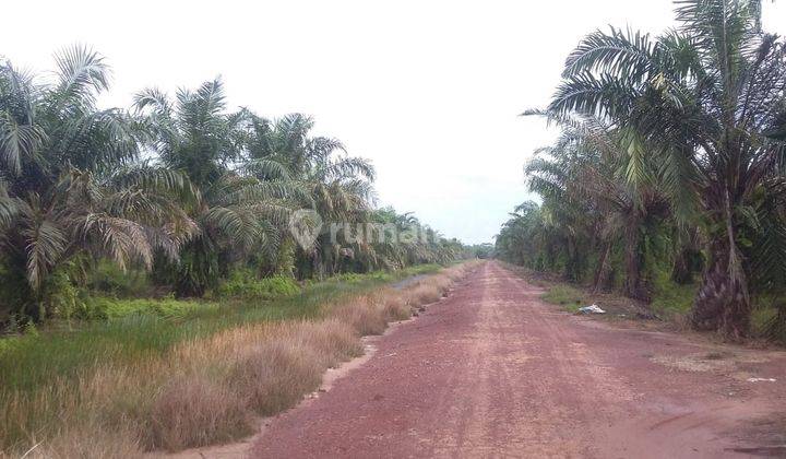 Dijual Kebun Kelapa Sawit Tenggarong Kutai Kartanegara Kaltim 1