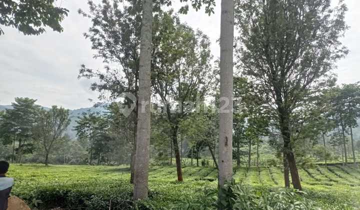 Dijual Cepat Tanah di Puncak ( Cocok U Komersil)