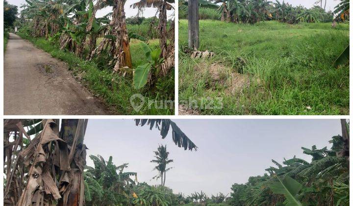 Dijual Murah Tanah di Muara Gembong, Bekasi SHM 4.260 m² 1