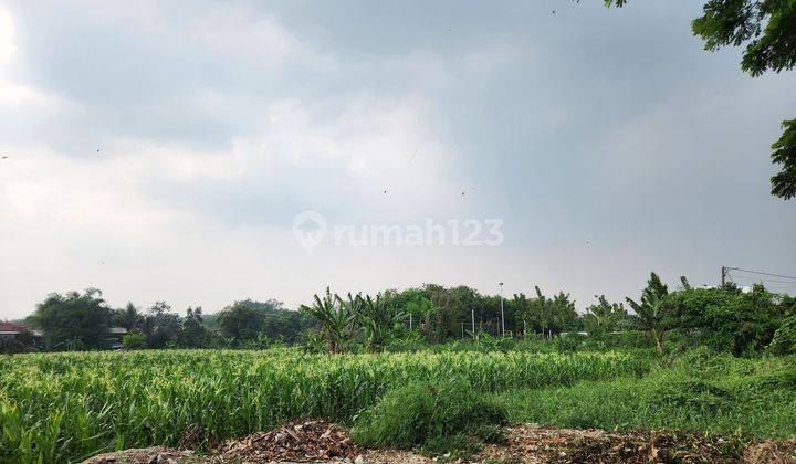 Tanah di Kp cilubang pakuan regency murah meriah cocok buat cluster perubahan  2