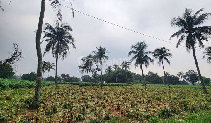 Tanah di Rumah kebun  parung hijau kemang bogor murah cocok villa 1