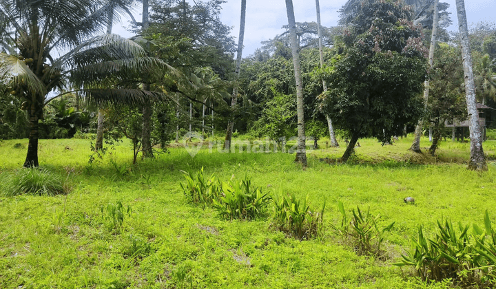 TANAH KEBUN PERTANIAN DI PEDESAAN KOLONGAN SULAWESI UTARA 1