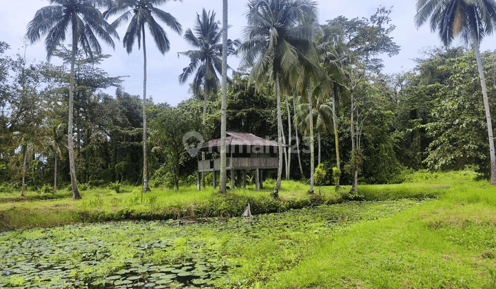 TANAH KEBUN PERTANIAN DI PEDESAAN KOLONGAN SULAWESI UTARA 2