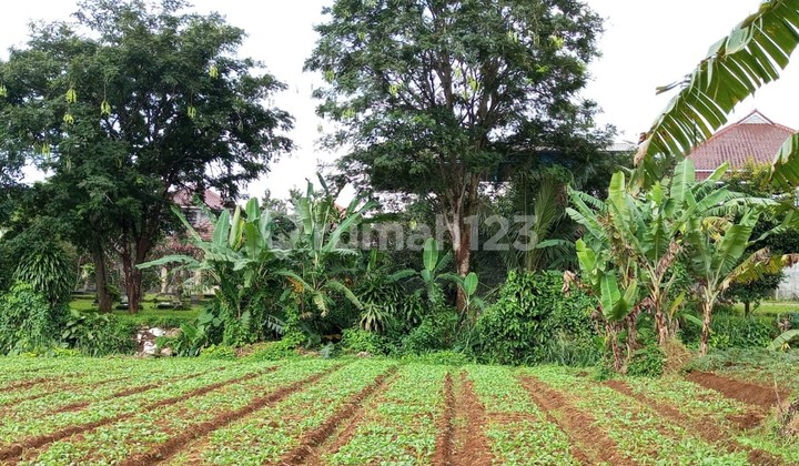 DIJUAL TANAH KEBUN BEBAS BANJIR LOKASI PINGGIR JALAN RAYA AREA CIAWI BOGOR DIJUAL TANAH KEBUN BEBAS BANJIR LOKASI PINGGIR JALAN RAYA AREA CIAWI BOGOR