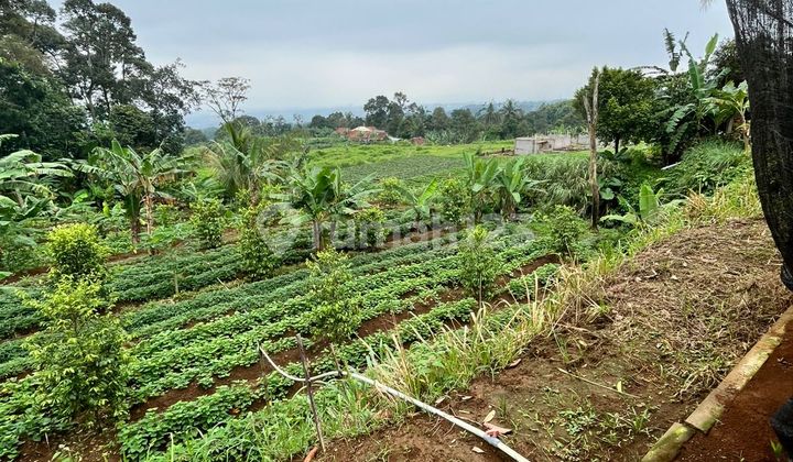 Dijual Lahan Perkebunan Area Sukajaya Tamansari Bogor Dijual Lahan Perkebunan Area Sukajaya Tamansari Bogor