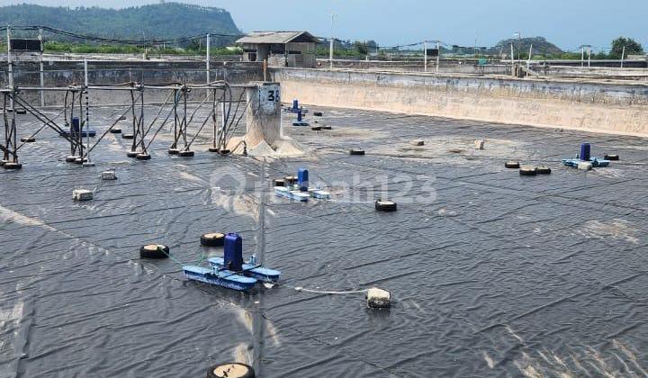 Tambak Udang Masih Aktif di Sidomulyo, Lampung Selatan