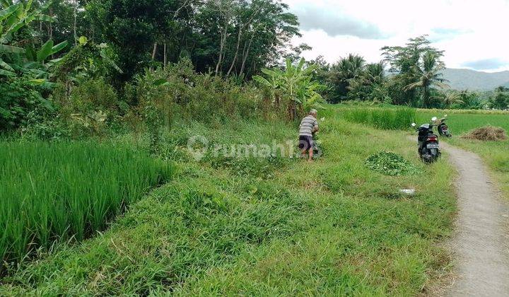 Tanah Murah Di Minggir 250rb Permeter Sendangsari 2