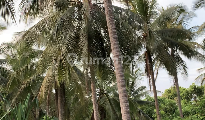 Tanah SHM di Bayah, Lebak, Banten 2